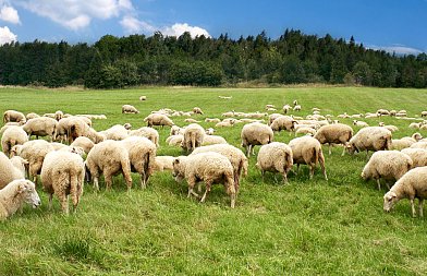Σωματική κατάσταση προβατίνων: ένας δείκτης που επηρεάζει την πορεία της εκτροφής