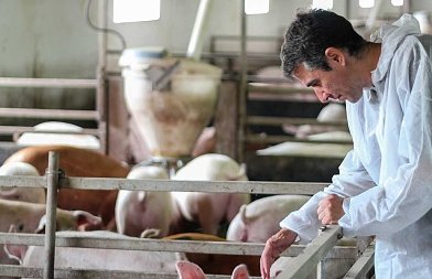 Επικαιροποίηση Οδηγού HACCP στα σφαγεία οπληφόρων: ενισχύονται τα μέτρα βιοασφάλειας