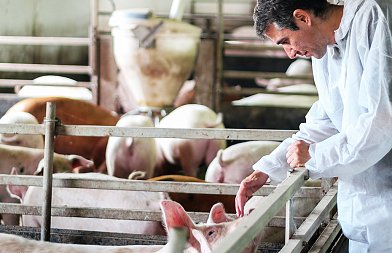 Χοιρομητέρες: Όταν η λοχεία κοστίζει στην εκτροφή