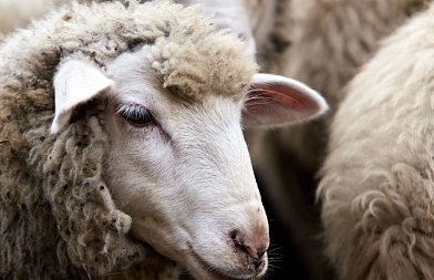 Άμεσα να γίνει ανασύσταση των κοπαδιών ζητάνε κτηνοτρόφοι, με χρηματοδότηση στο 100% της αξίας των ζώων