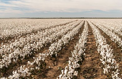 Μείωση αποτυπώματος άνθρακα σε αρόσιμες καλλιέργειες – τι προβλέπει η προδημοσίευση