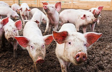 Όταν η ουρά “μιλάει”: τι κρύβει η συμπεριφορά του δαγκώματος στους χοίρους