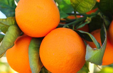 Το ελληνικό πορτοκάλι: η πορεία του μέσα από έξι δεκαετίες καλλιέργειας