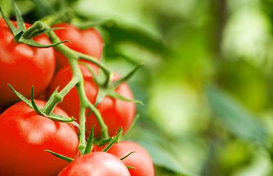 Θερμοκηπιακή τομάτα: Μειωμένες ποσότητες, με τις τιμές σε βελτιωμένα επίπεδα