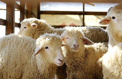 23 νέες εστίες ευλογιάς αιγοπροβάτων έως αρχές Μαρτίου – Πού εφαρμόζονται ζώνες και μέχρι πότε ισχύουν τα μέτρα