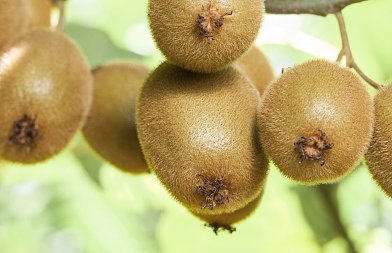 Η φροντίδα του ακτινιδίου μετά τη συγκομιδή