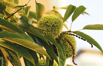 Καστανιά: Τι ισχύει για τη βασική λίπανση σε καστανοδάση και καλλιεργούμενες καστανιές