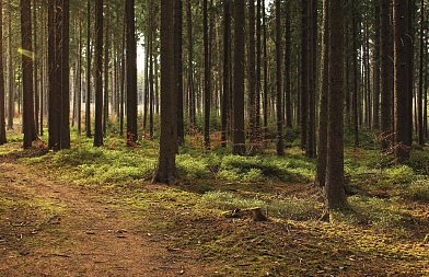Τατόι: Ο ιδιώτης στο προσκήνιο για τον ιστορικό πυρήνα του κτήματος - αξιοποίηση 24 κτηρίων