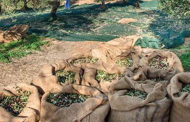 Οι παγίδες στην ελαιοσυγκομιδή — και πώς να τις αποφύγετε