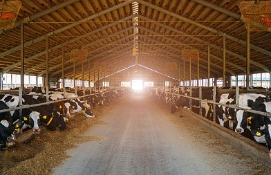 Μετάβαση από τη ξηρά στη γαλακτική περίοδο: Οδηγός για τον κτηνοτρόφο που θέλει αποδόσεις