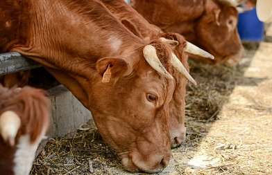 Στο τραπέζι του Ευρωπαϊκού Κοινοβουλίου η πορεία της κτηνοτροφίας και ο έλεγχος των ζωικών ασθενειών