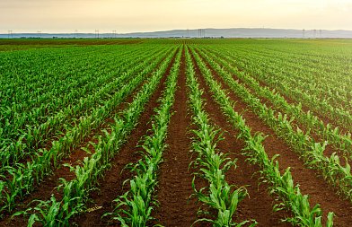 Αντιμετώπιση ζιζανίων στον αραβόσιτο: βασικές αρχές για μια αποδοτική καλλιέργεια