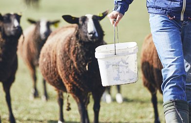 Όταν η τροφή γίνεται κίνδυνος: ουρολιθίαση στα αιγοπρόβατα