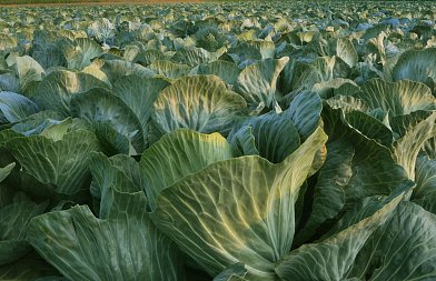 Σταυρανθή Λαχανικά: Η Καλλιέργεια και οι Ιδιαιτερότητές τους στην Ελλάδα