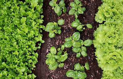 Φυλλώδη Λαχανικά τον χειμώνα: όταν η υγρασία φέρνει ασθένειες – οι λεπτομέρειες κάνουν τη διαφορά