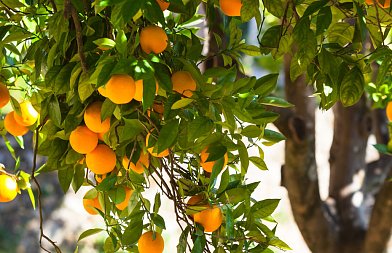 Όταν η Θερμοκρασία Πέφτει: Πώς Επηρεάζονται τα Εσπεριδοειδή και Πώς Προστατεύονται