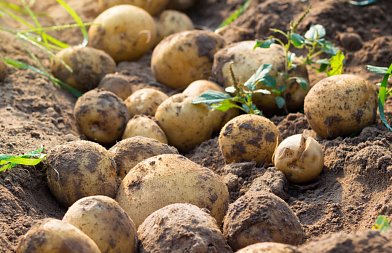 Ευνοϊκές καιρικές συνθήκες για περονόσπορο και αλτερνάρια στην πατάτα – Συστάσεις