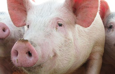 Έβαλε η Κομισιόν δασμούς στα κινέζικα ηλεκτρικά αυτοκίνητα απάντησε η Κίνα με δασμούς στο χοιρινό της ΕΕ