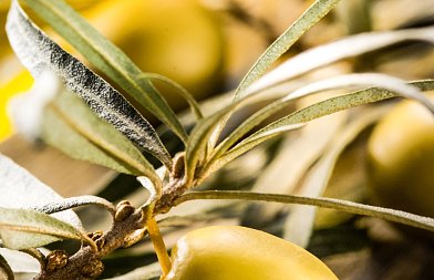 Εκδήλωση της Ελληνικής Γεωργικής Ακαδημίας στο Αμφιθέατρο της Βιβλιοθήκης του ΓΠΑ