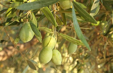 Διαφυλλική λίπανση και υδρολίπανση στην ελιά: Πότε και πώς αξιοποιούνται σωστά