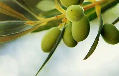 Πυρηνοτρήτης στην ελιά: Η σημασία της παρακολούθησης και του σωστού χρόνου επέμβασης