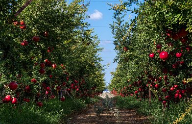 Ροδιά: Παράγοντες που κρίνουν την απόφαση για μια νέα φυτεία