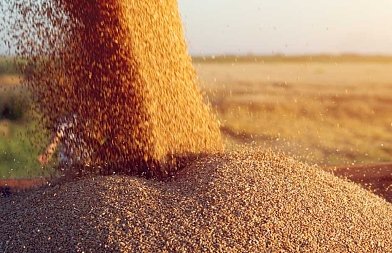 Σκληρό σιτάρι: Συμφωνία για πώληση έκανε ο συνεταιρισμός της Νίκαιας, τιμή που έκλεισε με διαγωνισμό η Ιορδανία