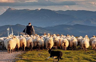 Προβλήματα στην κατανομή βοσκοτόπων και απλήρωτοι κτηνοτρόφοι που έχασαν ζώα λόγω πανώλης και ευλογιάς