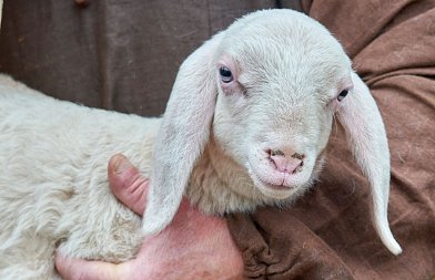 Αιγοπροβατοτροφία σε πίεση: ευλογιά, κόστος και αβεβαιότητα για την επόμενη μέρα