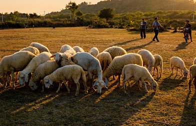 Ανησυχητικές διαστάσεις έχει πάρει η εξάπλωση του καταρροϊκού, ανάγκη για μέτρα στήριξης κτηνοτρόφων