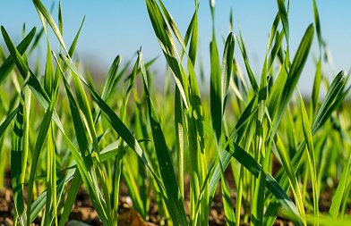 Σκληρό σιτάρι: ποια είναι η εικόνα της καλλιέργειας αυτή την περίοδο