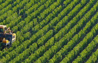 Τι είναι τελικά η Κοινή Αγροτική Πολιτική και γιατί αφορά κάθε καλλιεργητή