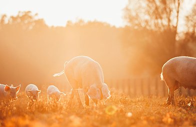 Εκτατική χοιροτροφία: όταν η εκτροφή ακολουθεί τον τόπο και τα ζώα
