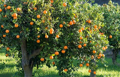 Κλιματική αλλαγή – Τι προκαλεί σε φυτά, ζώα και υδάτινους πόρους - Τι ειπώθηκε στις αρμόδιες επιτροπές της Βουλής