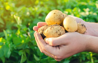 Μετά το άρθρο του ΑγροΤύπου έχουμε αίτημα στην Βουλή για στήριξη εισοδήματος πατατοπαραγωγών