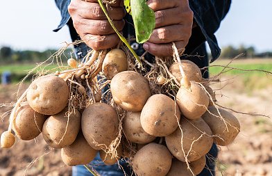 Γέμισε η αγορά με εισαγόμενες φτηνές πατάτες, απούλητη η ντόπια παραγωγή, ανάγκη στήριξης παραγωγών με de minimis