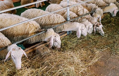 Κονδύλια και σε Περιφέρειες που δεν έχουν κρούσματα αλλά λαμβάνουν προληπτικά μέτρα, ότι ισχύει για ευλογιά ισχύει και για αφθώδη