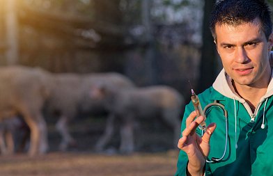 Παρέμβαση πανεπιστημιακών για τη διάσωση της φυλής προβάτου Λέσβου – Πρόταση για εμβολιασμό αντί μαζικών θανατώσεων