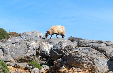 Εντοπίστηκε νέο κρούσμα ευλογιάς των αιγοπροβάτων στις Σέρρες, σε απόγνωση οι κτηνοτρόφοι