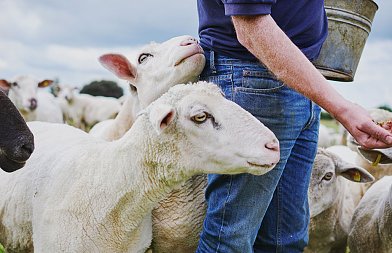 Στο ΦΕΚ η στήριξη για απώλεια εισοδήματος κτηνοτρόφων που έχασαν τα ζώα λόγω πανώλης και ευλογιάς, πότε θα γίνει πληρωμή