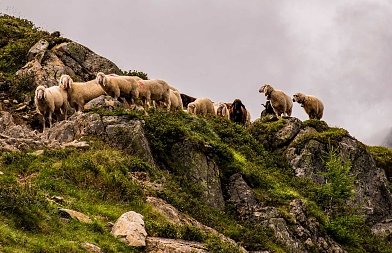 Αιγοπροβατοτροφία στο Λιβάδι Ολύμπου: Ικανοποιητική παραγωγή, καλές τιμές και αισιοδοξία για τη νέα χρονιά