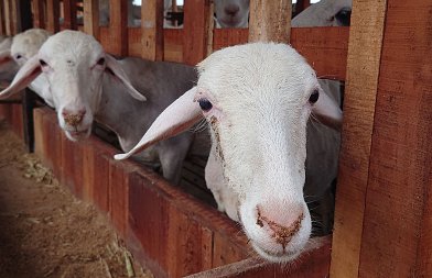 Η σημασία της βιοασφάλειας στις προβατοτροφικές μονάδες