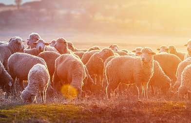 12,2 εκατ. ευρώ αποζημιώσεις σε κτηνοτρόφους, που θα μοιραστούν τα χρήματα