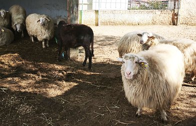 Επικαιροποιημένα στοιχεία για ευλογιά και νέα εργαλεία αντιμετώπισης ανακοίνωσε το ΥπΑΑΤ, κρίσιμο το επόμενο τρίμηνο