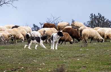 Στο ΦΕΚ η αποζημίωση για απώλεια εισοδήματος κτηνοτρόφων, ποιοι τη δικαιούνται και τα ποσά ενίσχυσης
