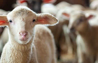 50 εκ. για αντιμετώπιση ευλογιάς και άλλων ζωονόσων το 2026, τα 42 εκ. σε κτηνοτρόφους, ποσά αποζημίωσης αιγοπροβάτων