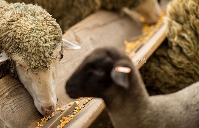 Παρουσίαση στην ΕΕ του σχεδίου για αφθώδη πυρετό από Σχοινά, δρομολογείται η στήριξη για κτηνοτρόφους λέει ο Λαζαρίδης