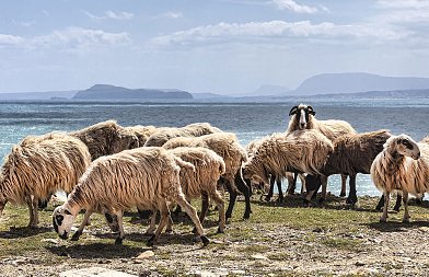 Τι λέει το πόρισμα των Ευρωπαίων κτηνιάτρων για τον Αφθώδη Πυρετό στην Λέσβο, ζητούν αύξηση ελέγχων
