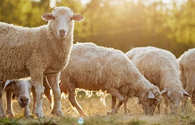Παραμένει θέση του ΥπΑΑΤ ότι το εμβόλιο δεν είναι λύση για την ευλογιά των προβάτων