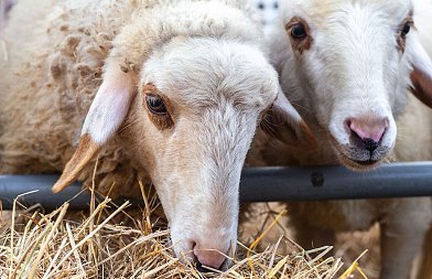 Από 6 έως 21 ευρώ ανά επιλέξιμο ζώο η ενίσχυση για ζωοτροφές στους κτηνοτρόφους, δίνουν επιπλέον 21 εκ. ευρώ